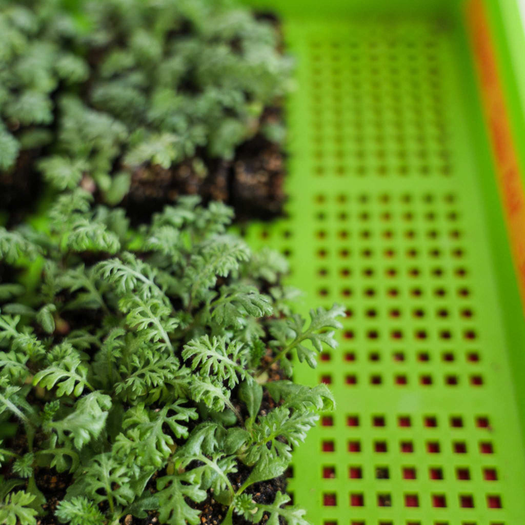 1020 Mesh Trays Shallow Extra Strength Colors -  1" Deep